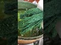 メダカ ビオトープ 睡蓮鉢
