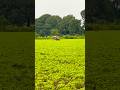 Mini tractor 🚜 #tochan #popular #viral #viralvideo #viralshorts #villagelife #ytshorts #yt