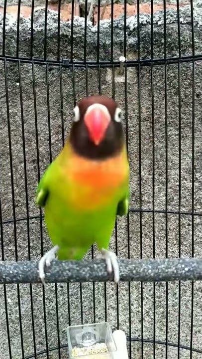 Lovebird BC ngekek panjang