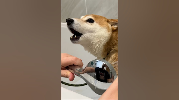 shiba at 1% of shiba scream power.