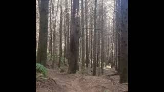 Shredding In Redwoods