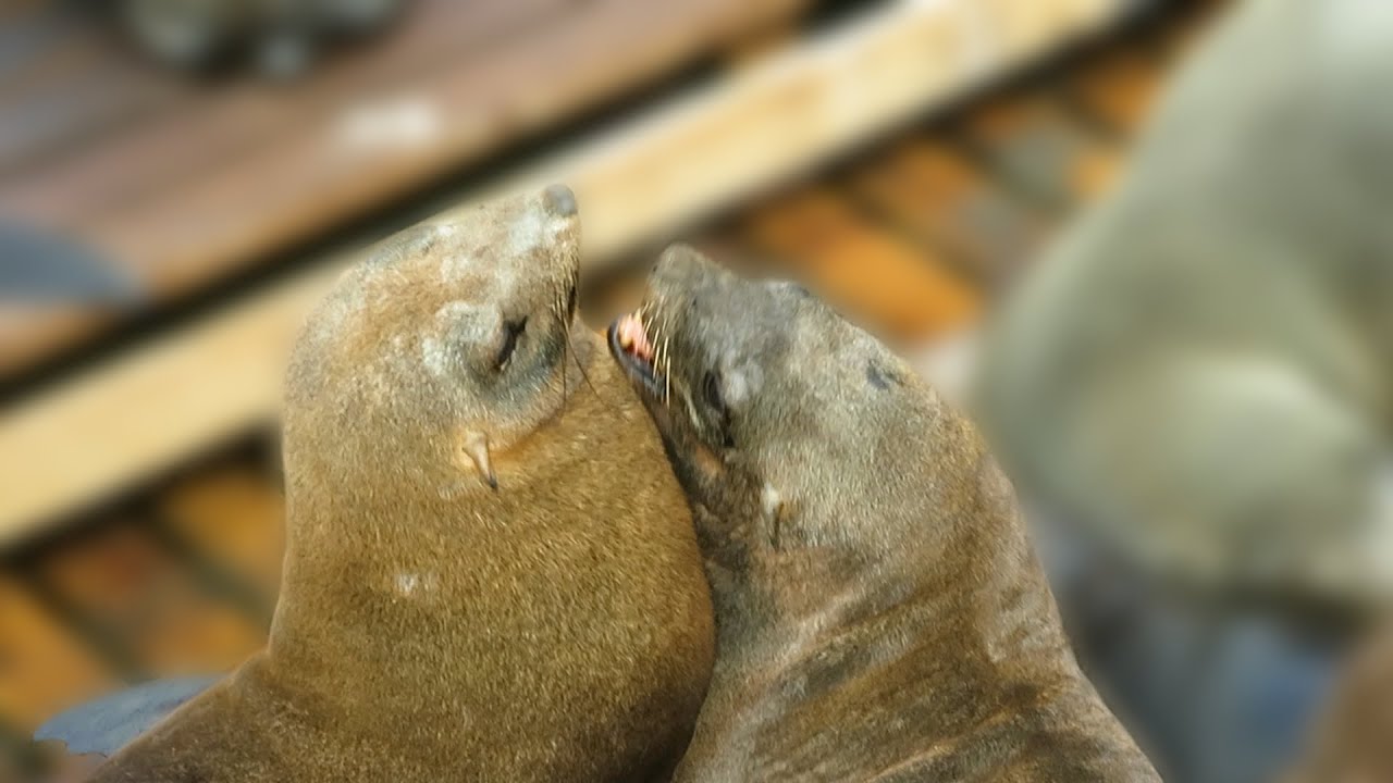 Wild Cape Fur Seals having an argument