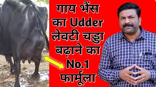 Gay Bhains Ka Levti Badhane Ka No.1 Formula 👍 Pashu Ka Udder Kaise Badhaye Vicky Pansari