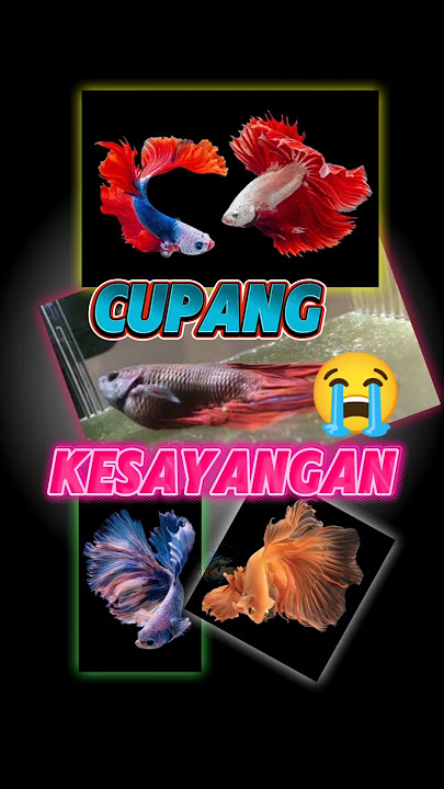 penyebab ikan cupang mati😭#ikancupang #ikanhias #shortsfeed #mancing #ikan #cupang #fishing #shorts