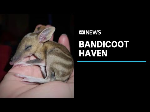 Video: Is daar bandicoots in Tasmanië?