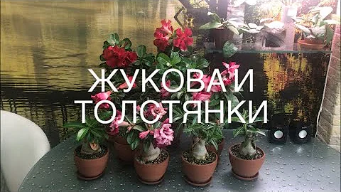 Первое цветение Адениумов