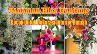 Tanaman Hias Gantung tahan panas Ini Cocok Untuk Dekorasi Rumah