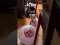 Pets popsww cutedog funnyanimals viral fyp xuhuong