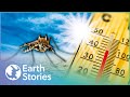 How Does Warmer Temperatures Lead To Infectious Disease? | Journey To Planet Earth | Earth Stories
