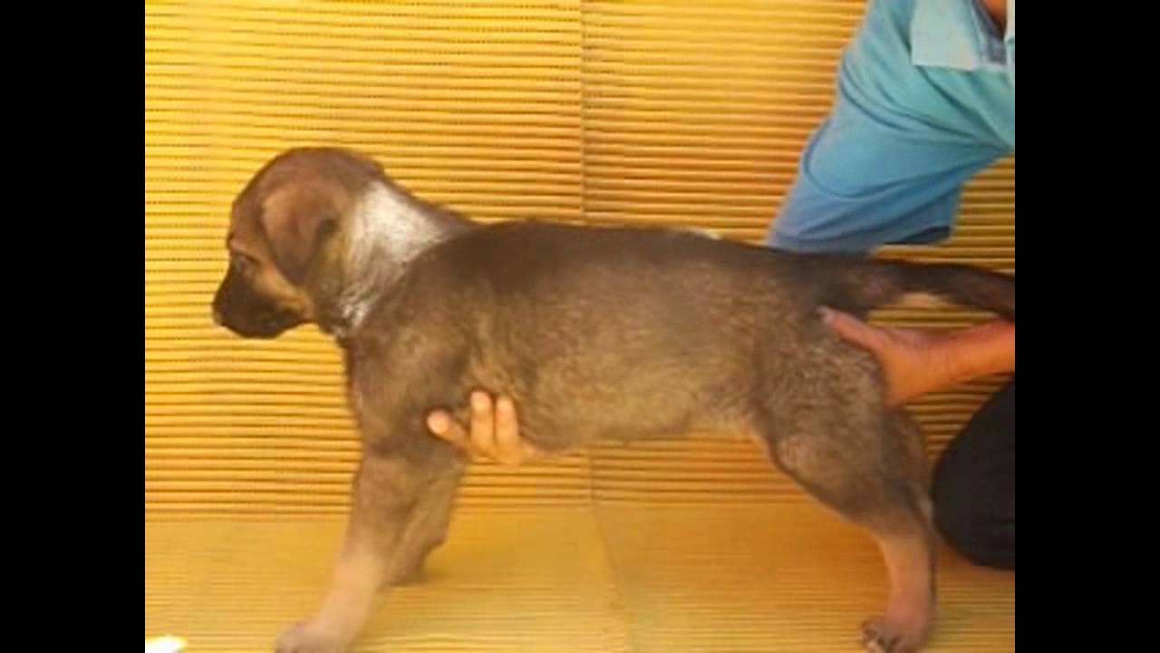 Pastor Alemán. Hembra 2. Perritos en venta. compromiso