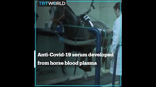 Anti-Covid-19 serum developed from horse blood plasma in Argentina