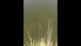 Monster Murray cod eats 45cm cod
