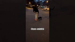 Czars 1st time outside at night & learning to heel. (Stay on my left side) #czar #presacanario