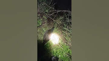 Beauty Lesser whistling duck: Bird walking night time_ Bird​ | Part79#animals #birds #organic #farm
