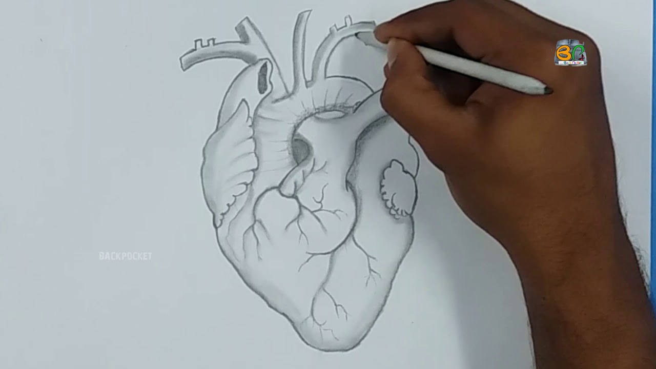 Update 149+ real human heart drawing best - seven.edu.vn