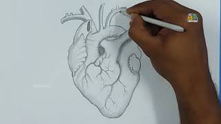 Human Heart 3D Drawing / EASY WAY TO DRAW A REALISTIC HUMAN HEART|| BACKPOCKET