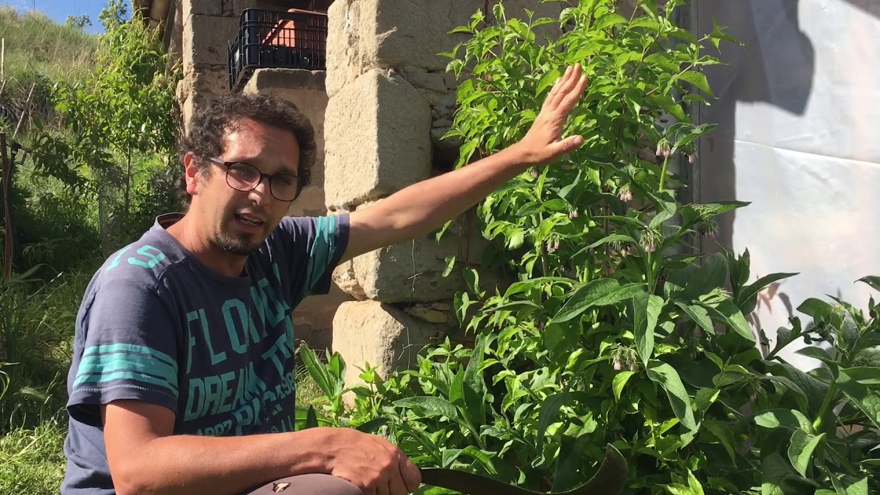 Cortando y utilizando la consuelda rusa para fertilizar bancales