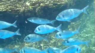 Buceo estanque aquarium mallorca.avi