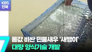 몸값 비싼 민물새우 ‘새뱅이’…대량 양식기술 개발 / KBS  2022.09.19.