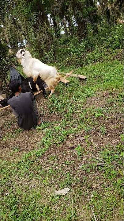 silang kacang vs etawa