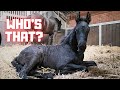 Who&#39;s that? | Playing in the pasture is tiring | Friesian Horses