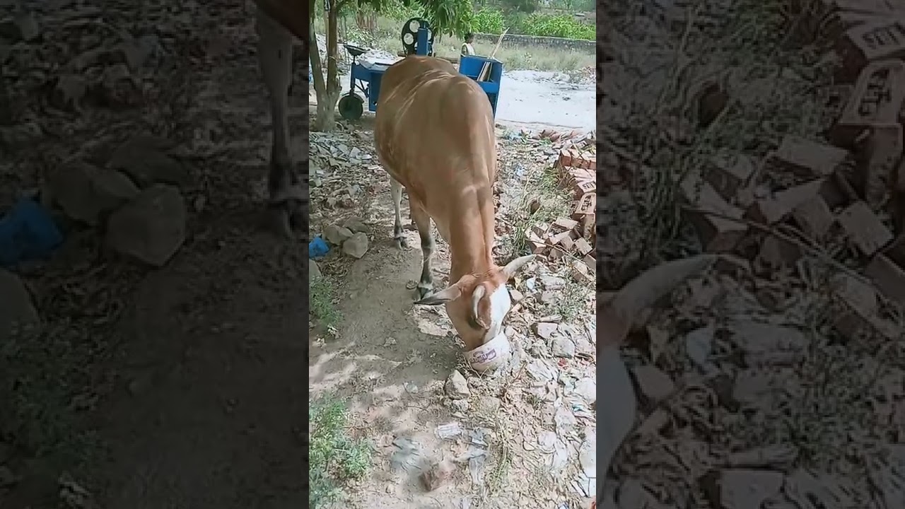 how can we help animal available for animal and road side dogs and cats