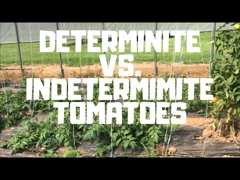 Video: Ang mas magandang bush tomatoes ba ay determinado o indeterminate?