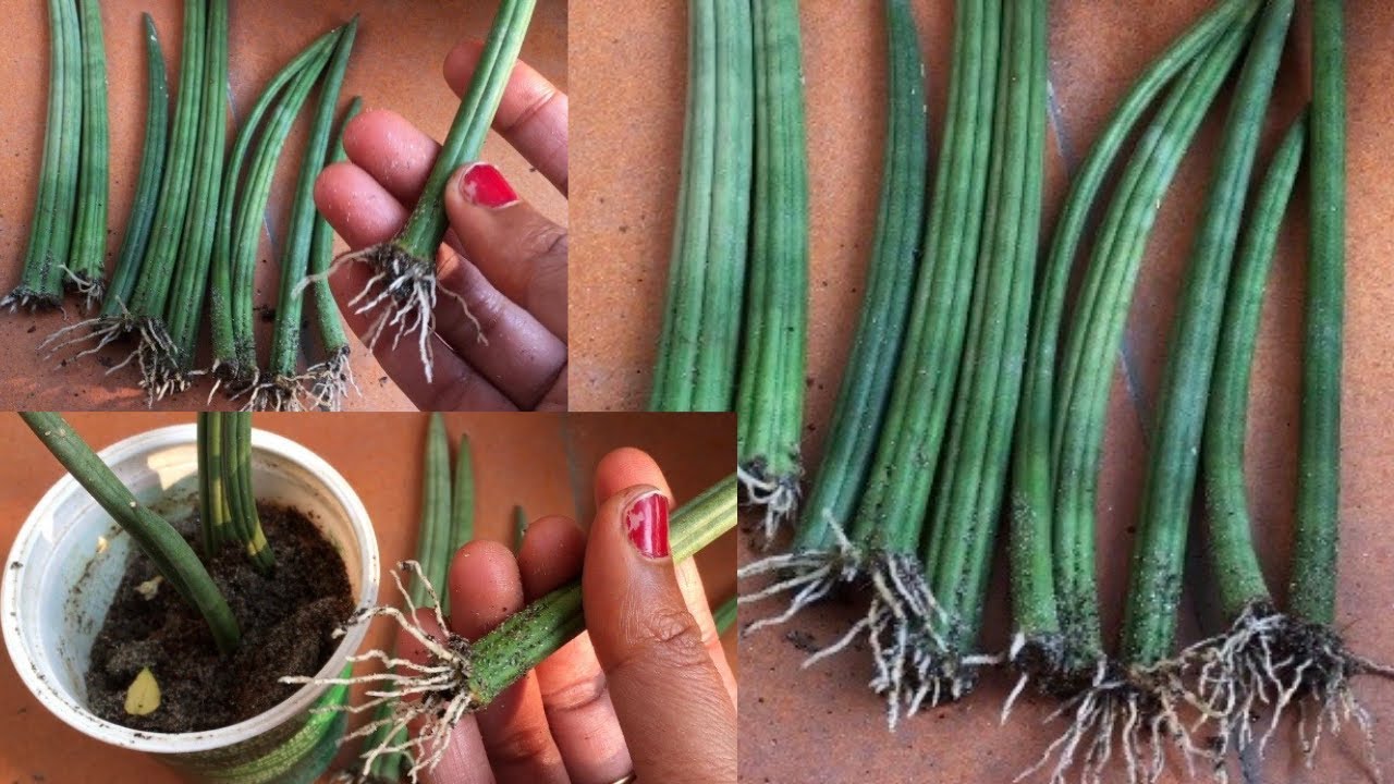 Correct way of propagating Sansevieria canaliculate/(Dracaena  Angolensis)/Snake Plant