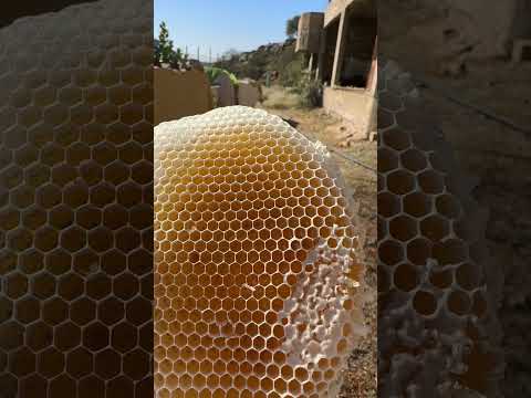 شمع السدر