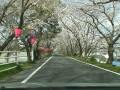 【車載動画】瀬戸川左岸堤・桜並木 2010年3月31日