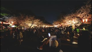 Ueno Park at night - Cherry Blossom Viewing (March - Tokyo in 12 months)