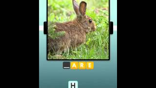 100 Pics Animals Level 31-40 Answers