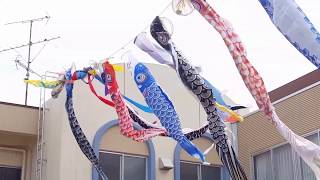 鯉のぼりと鮎のぼり