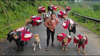 Smart goat and dogs help me carry fish home - ha thi muon