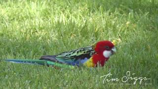 Eastern Rosella ( Platycercus eximius ) HD Video clip 1/1 Tim Siggs ABVC