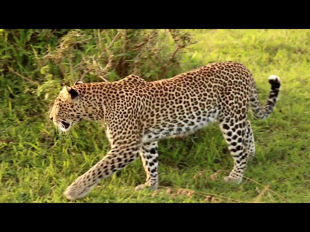 Jaguar Animal In Hindi