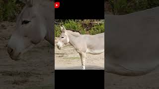 Conozcan Al Poderoso Asno Africano