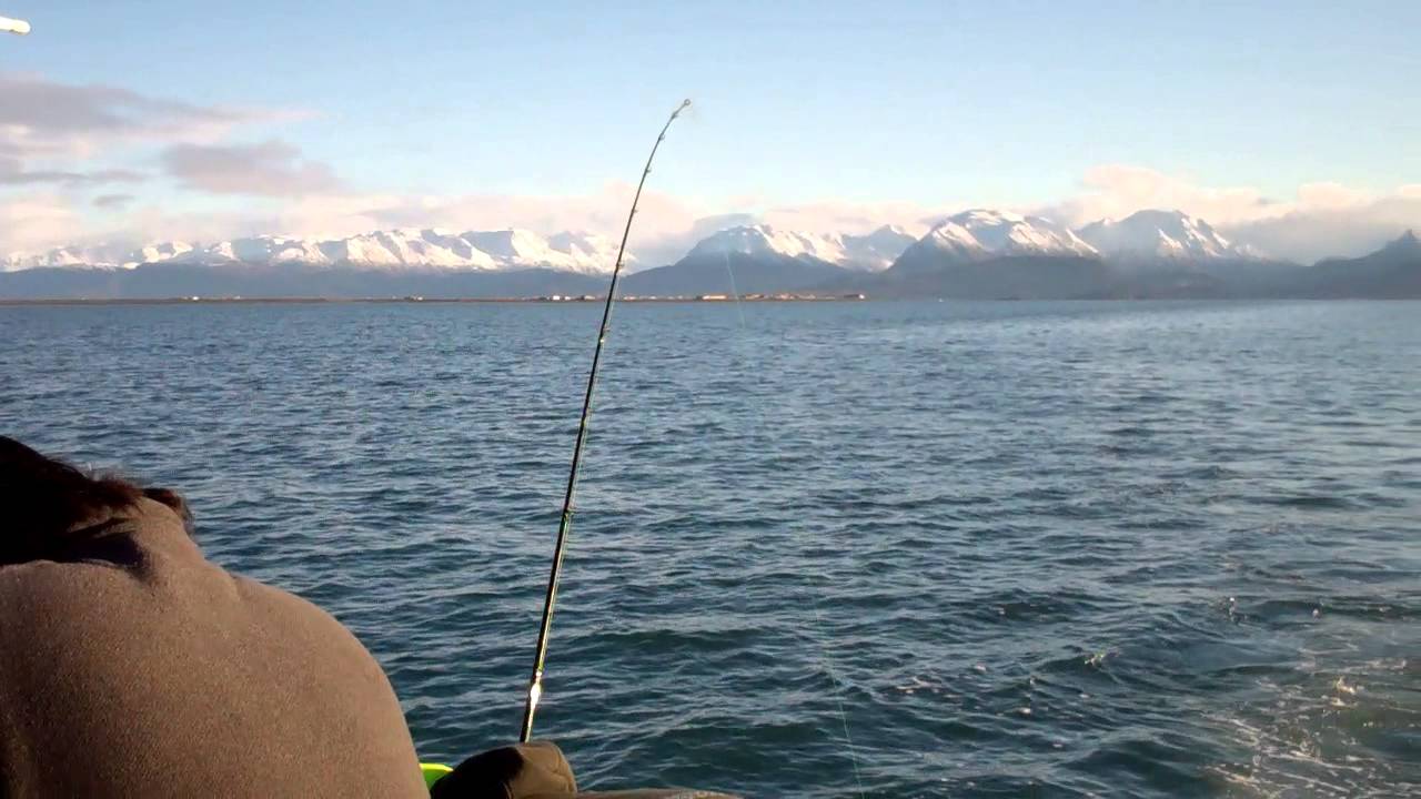 Homer, Alaska fishing for winter kings YouTube