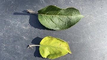 The Role of Lipids in Plant Health