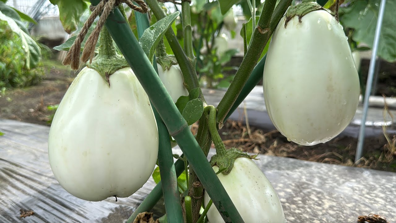 白ナス栽培・育て方のコツ（剪定〜肥料と水やり〜収穫と白ナス　レシピ）25/6/26
