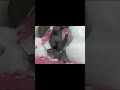 Cleaning my elephant pt:1 #funny #fyp