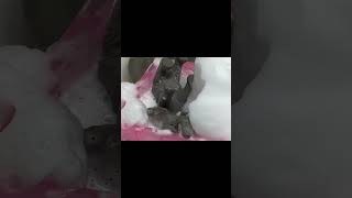 Cleaning my elephant pt:1 #funny #fyp