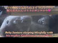 生後8ヶ月♪ ママの腕枕で安心してぐっすり眠る赤ちゃんゴリラのサンタロウ⭐️Gorilla【京都市動物園】Santaro sleeping with his mom's arm as a pillow