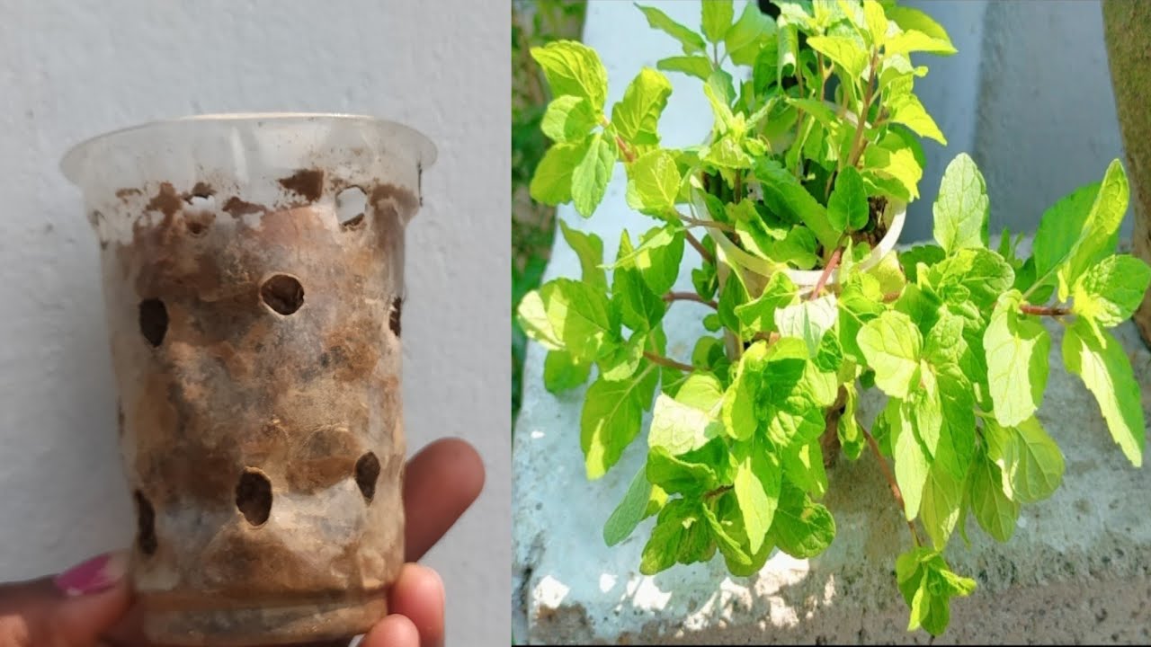  how to grow pudina at home how to grow pudina in water glass
