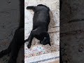 休みの黒猫😺 - Cats lying down - #shorts #cat