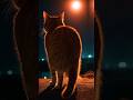 Best Night Red cat in back view #cat #shorts
