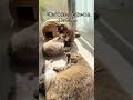 仲良く毛づくろいしてると思ったら…w #ねこ #多頭飼い