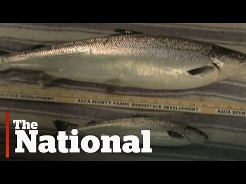 Genetically-modified salmon approved by FDA