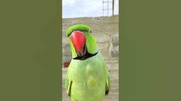 (Buồn cười vãi 😂) Chú Vẹt xanh Tập huýt sáo 😗 #birds #parrot #đstv #đờisốngthúvị #talkingparrot