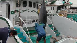Many People Struggled To Lift More Than 350 Kilograms Of Bluefin Tuna